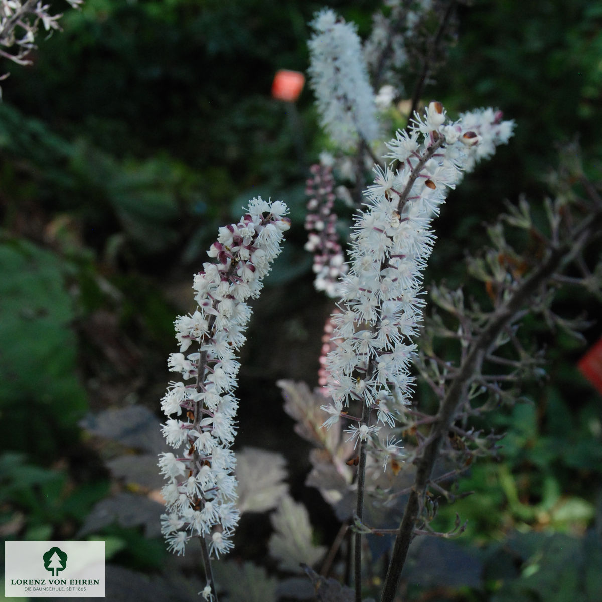 Cimicifuga simplex 'Brunette'