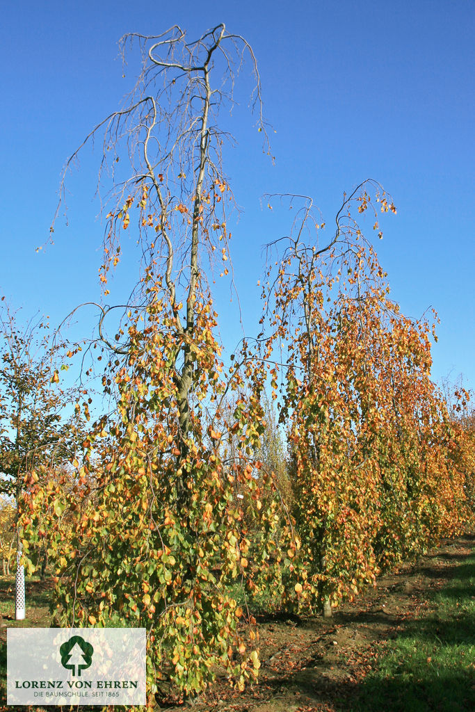 Fagus sylvatica 'Pendula'