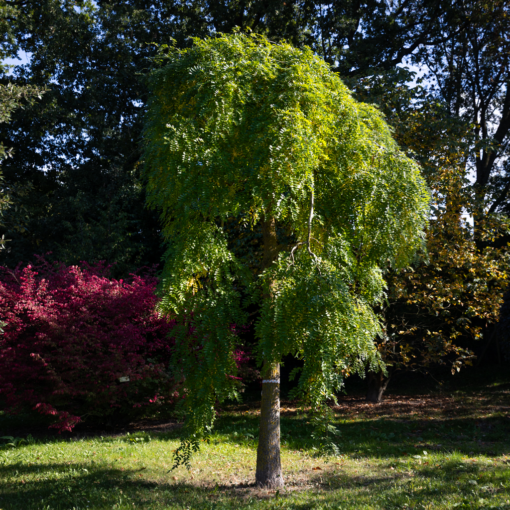 Sophora japonica 'Pendula' Unikat