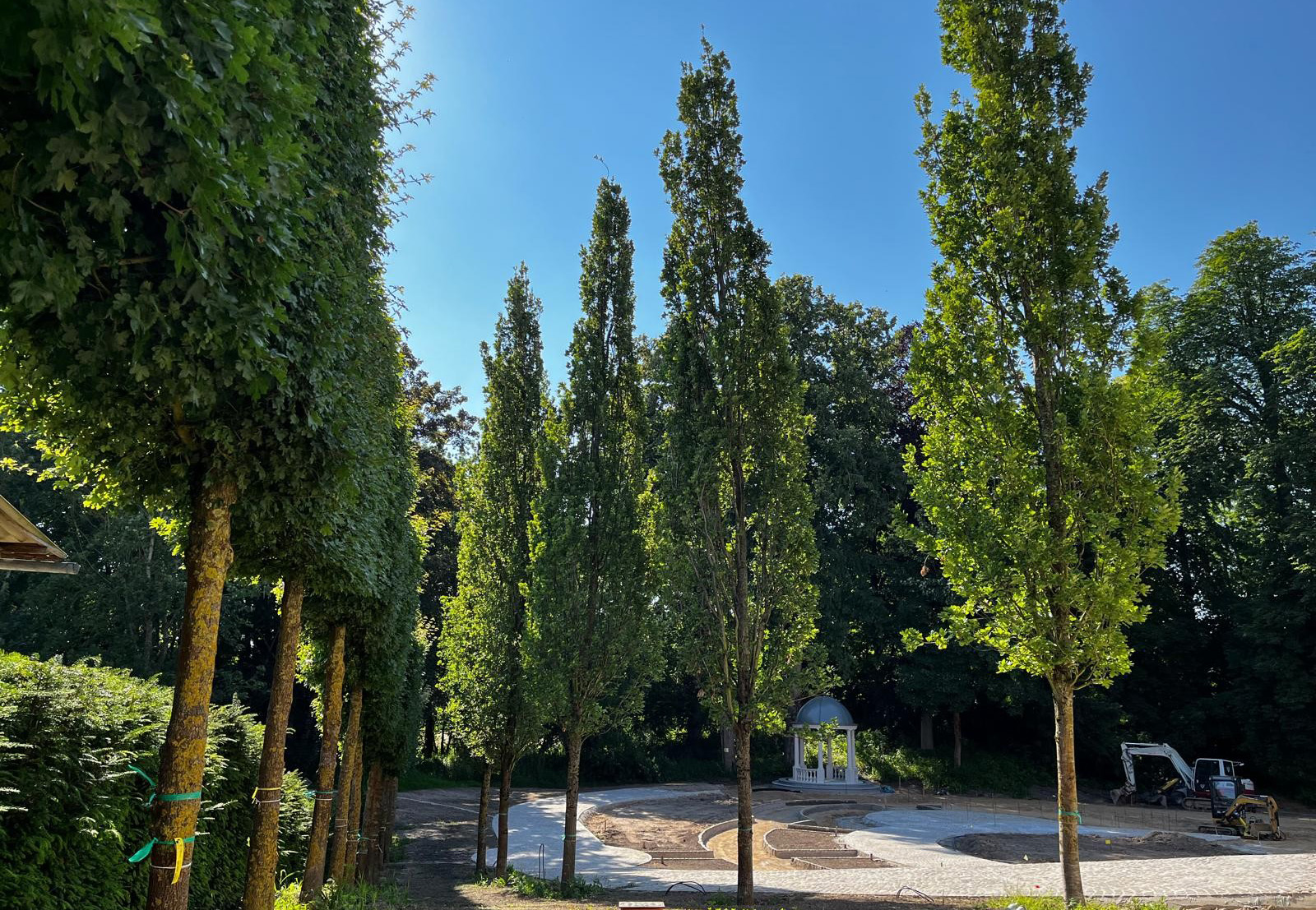 Im Mittelpunkt stehen große schmale Säulenbäume an einem Weg