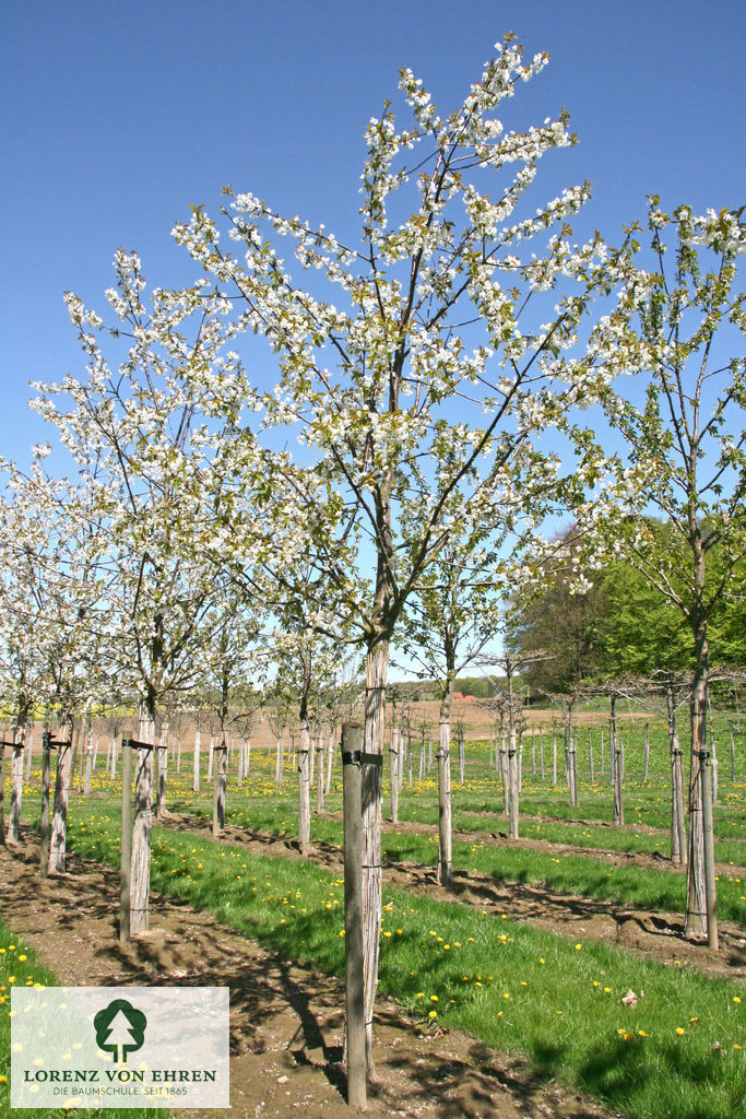 Prunus avium 'Regina'