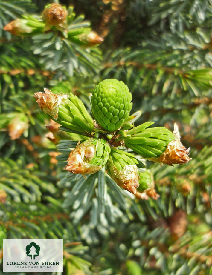 Picea omorika 'Nana'