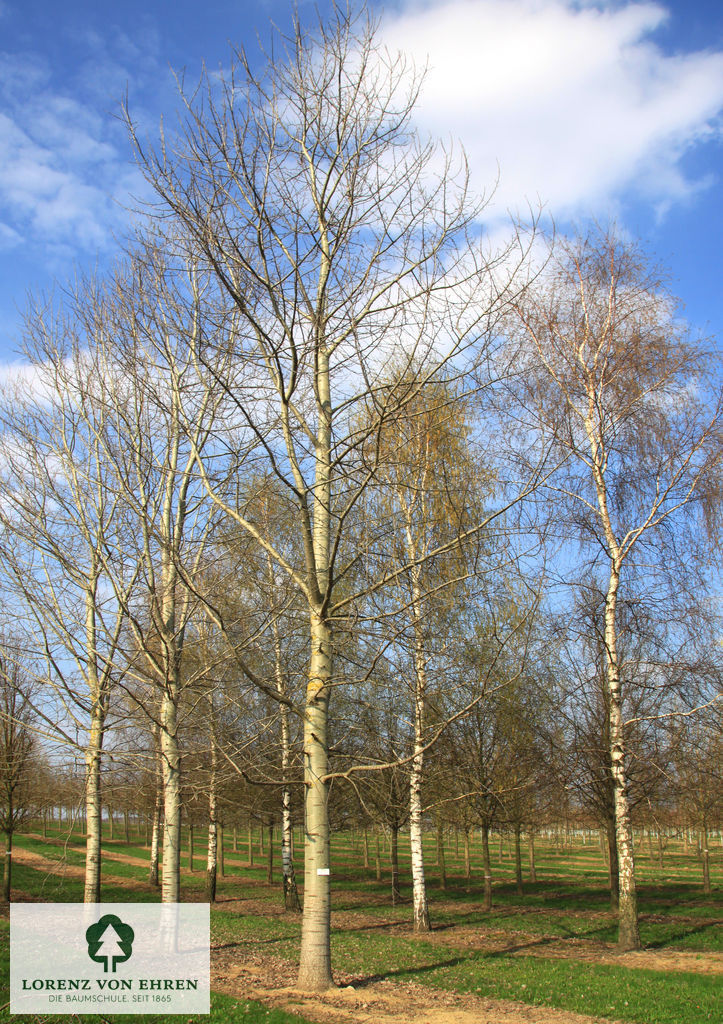 Populus tremula