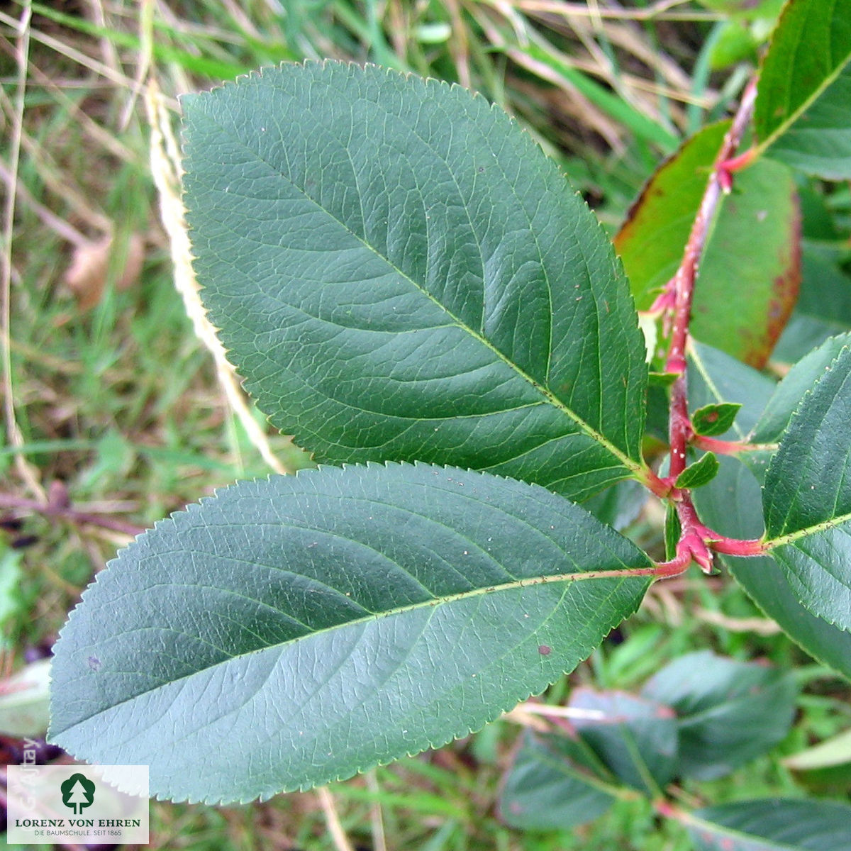 Aronia melanocarpa