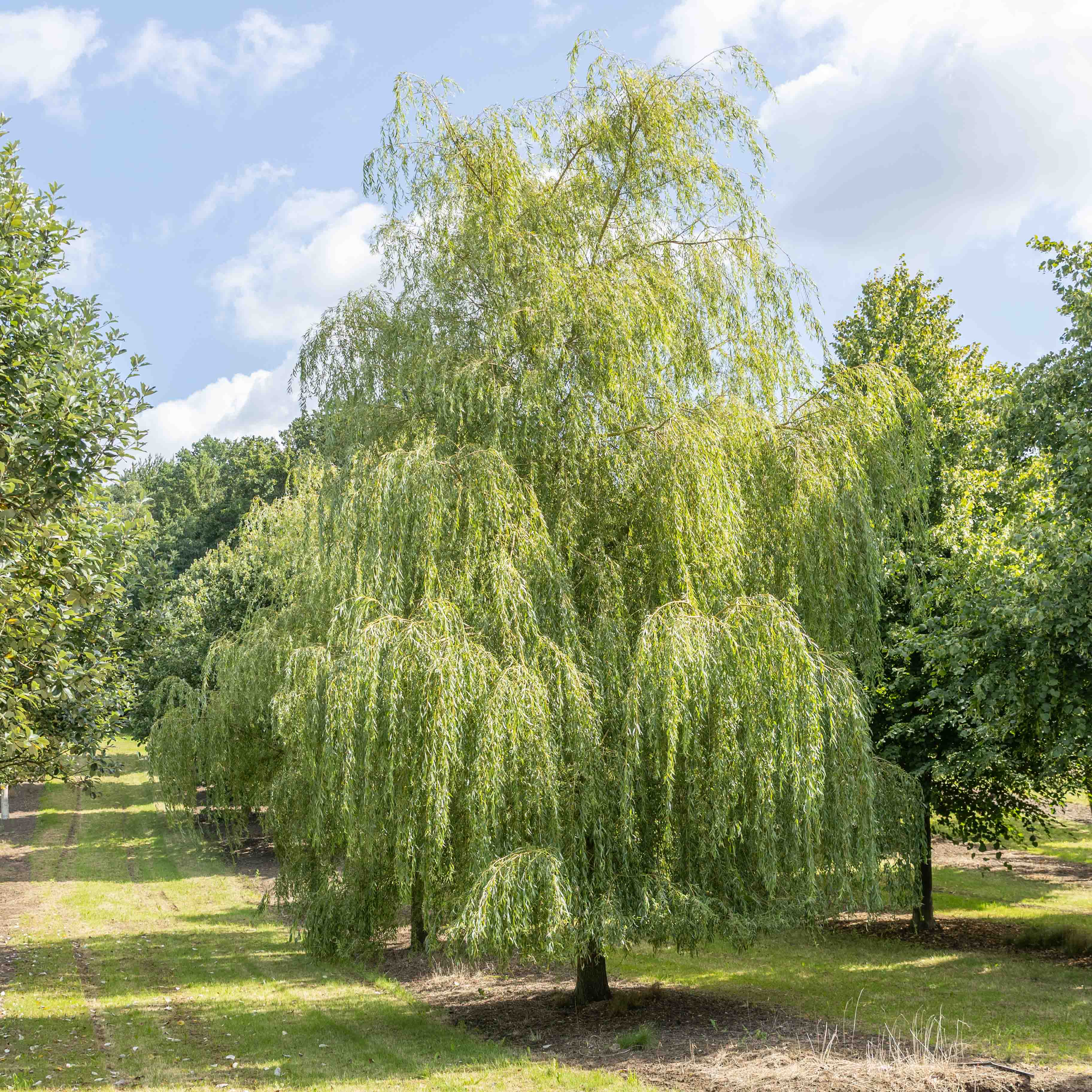 Großer Baum mit stark überhängenden Ästen auf einer Grasfläche.