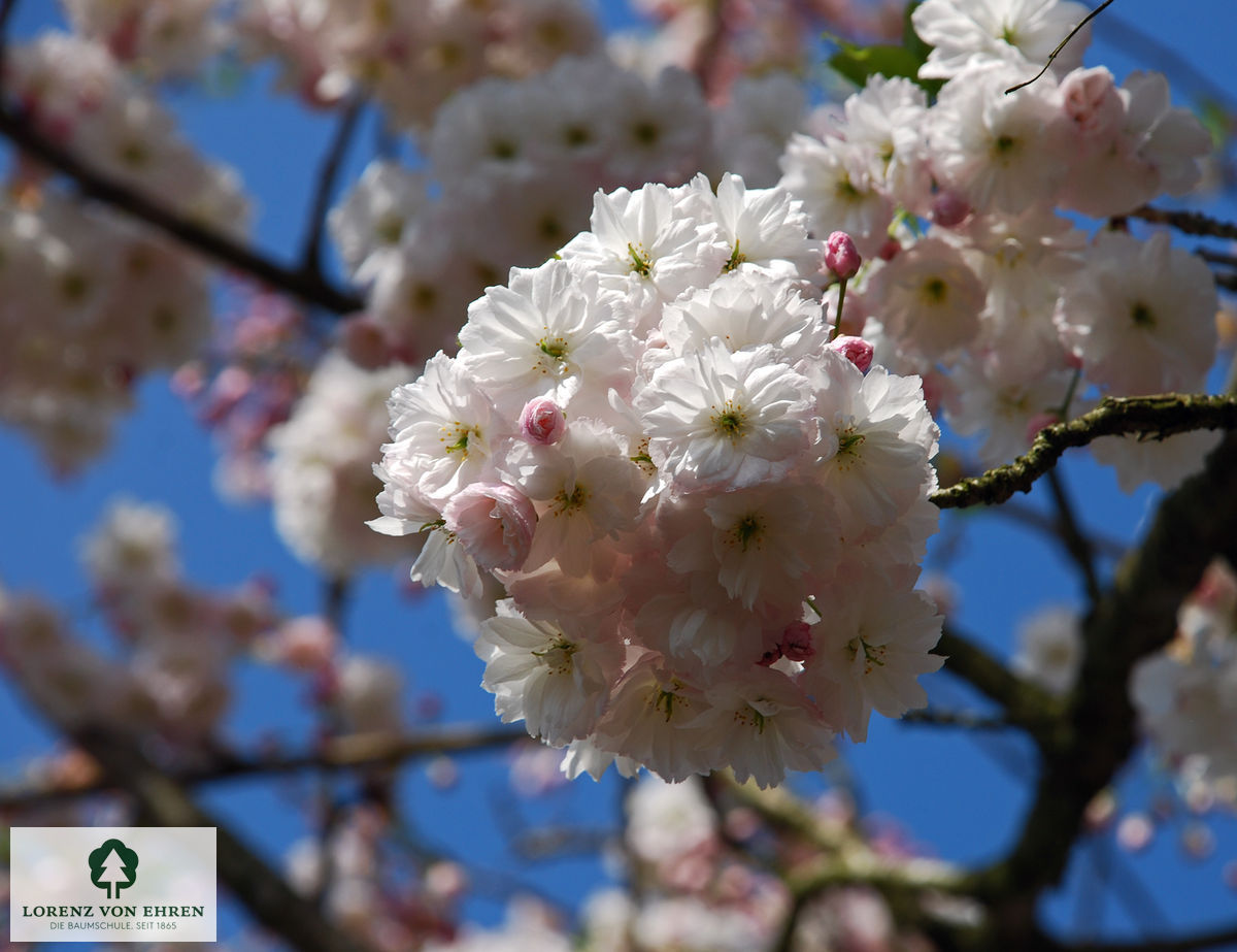 Prunus serrulata 'Shimidsu'