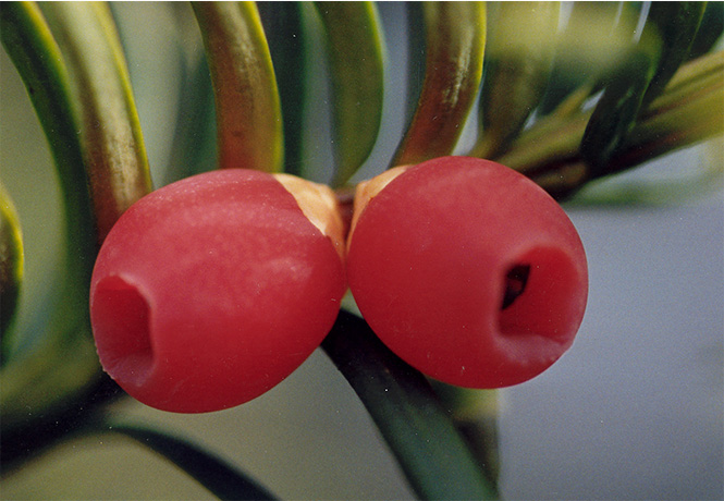 Eibe Taxus baccata Frucht Wunderschön rote Eibenfrüchte