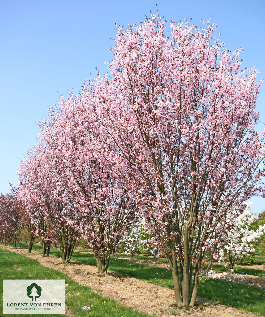 Prunus sargentii