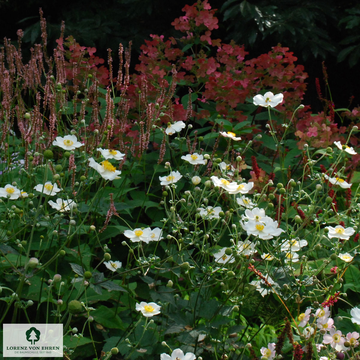 Anemone japonica 'Honorine Jobert'