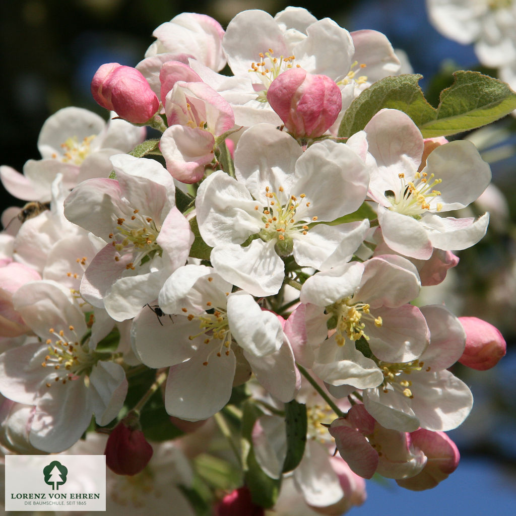 Malus evereste weiße mit leichtem Rosa Blüte