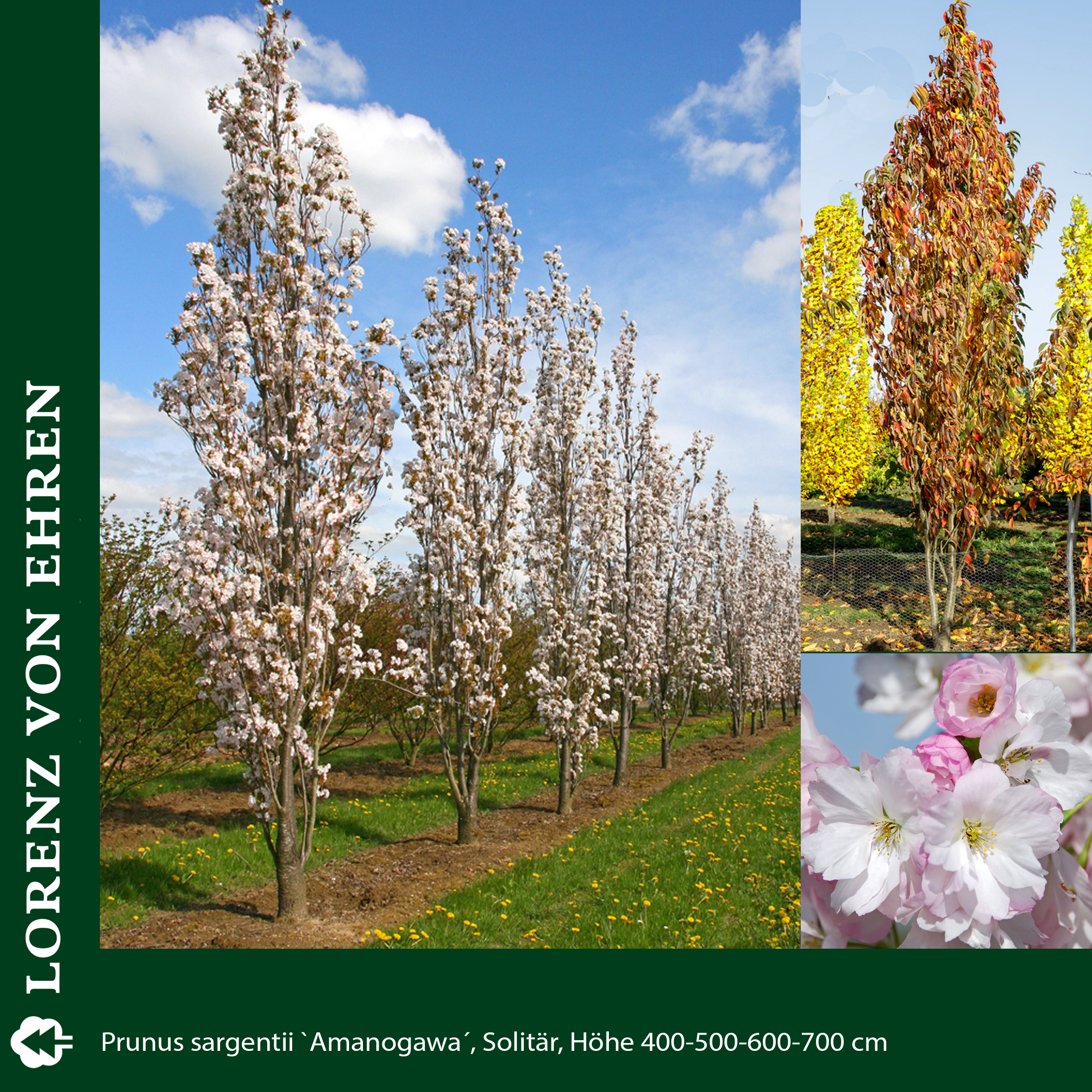 Bäume mit weißer Blüte