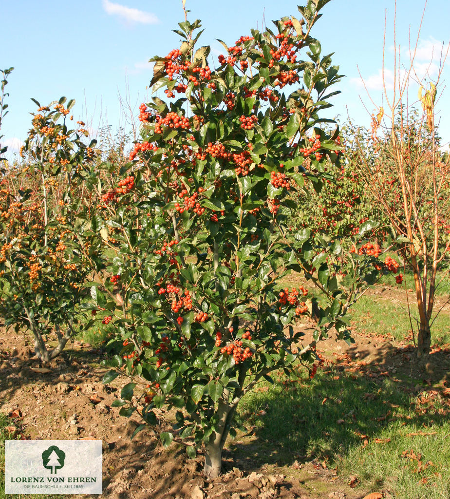 Crataegus lavallei 'Carrierei'