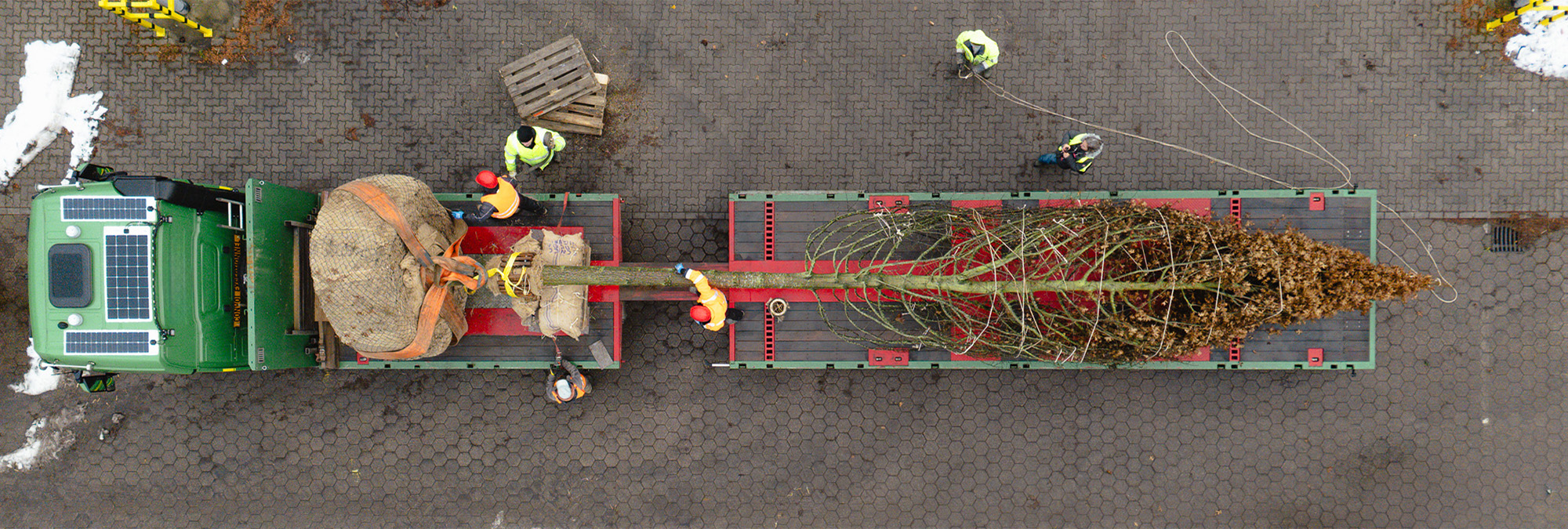 Baum auf Tieflader