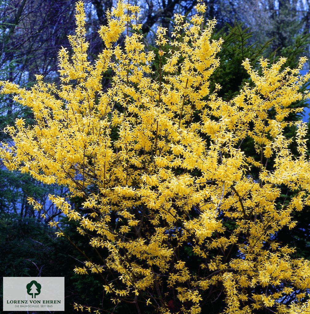 Forsythia 'Goldzauber'