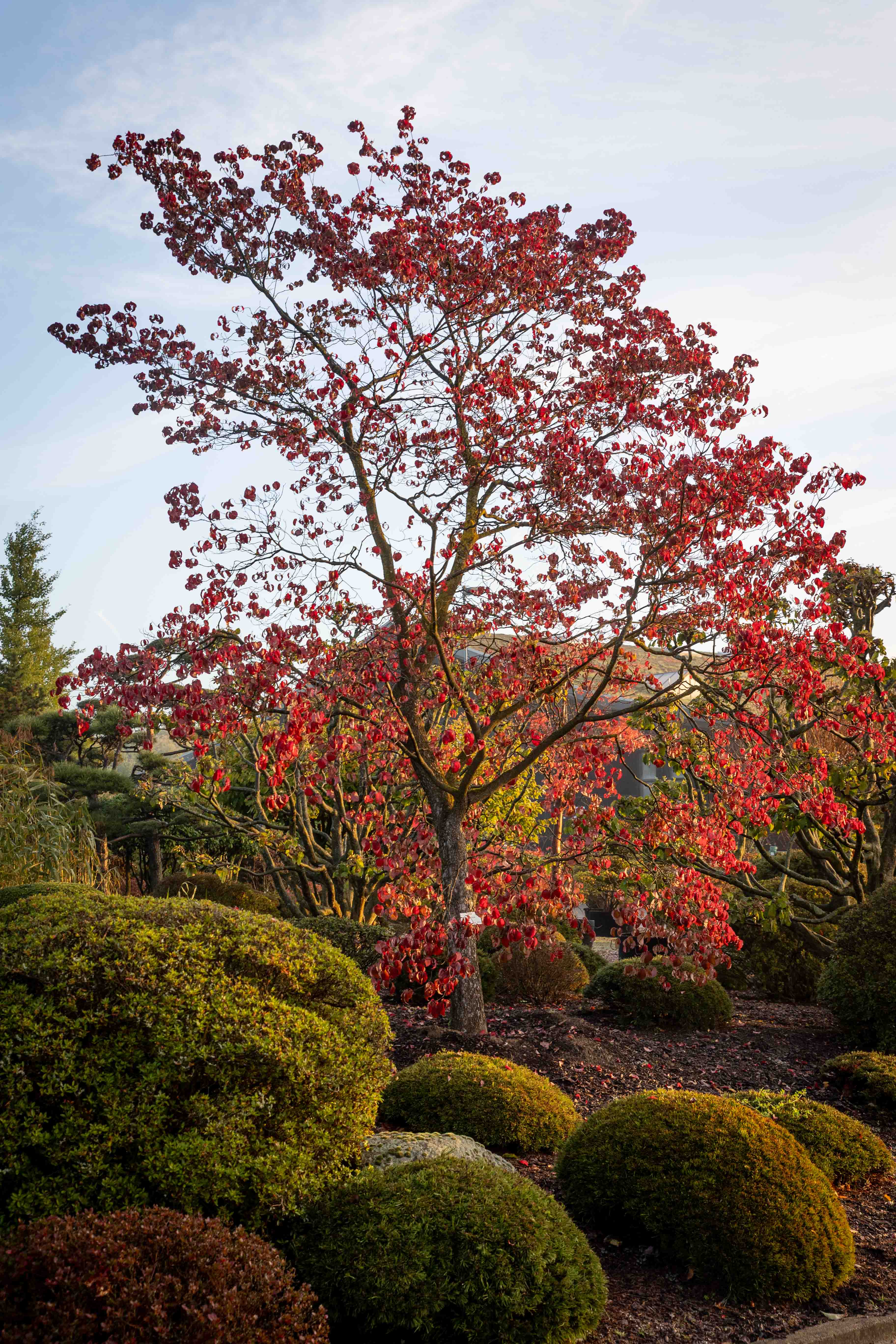 Cornus florida Unikat