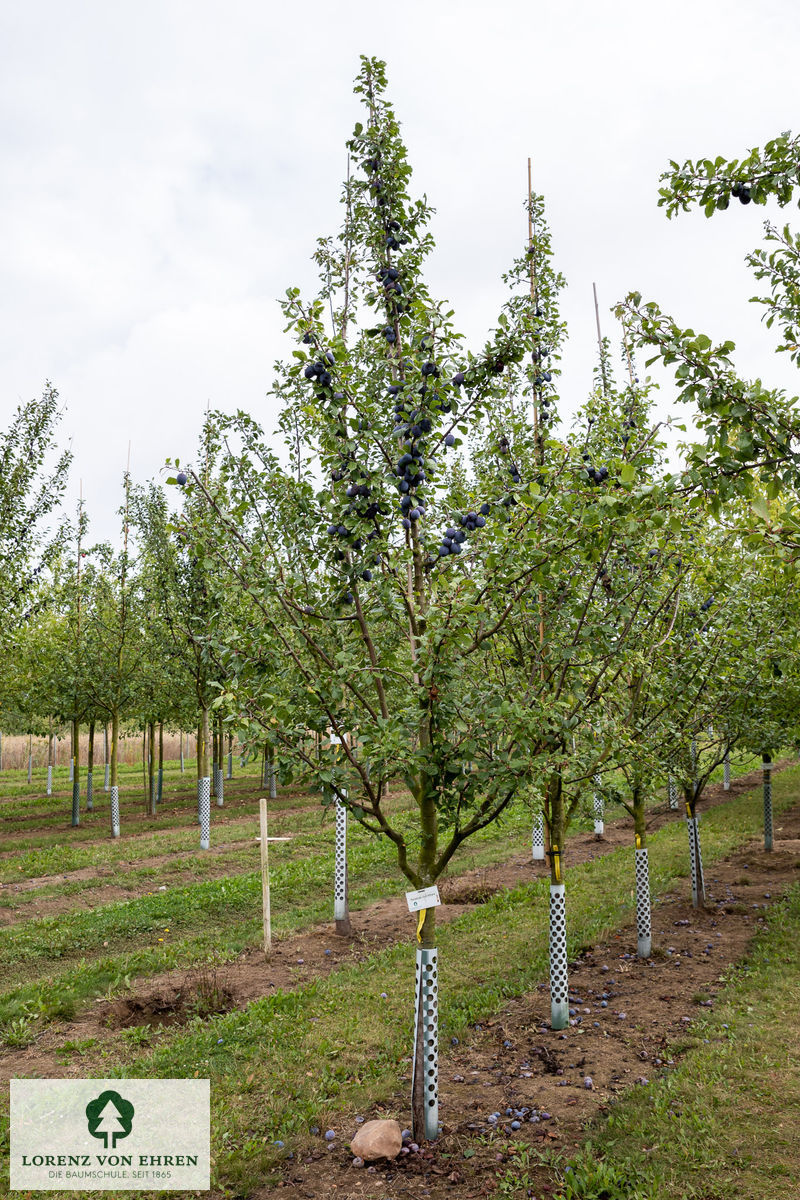 Prunus domestica 'Graf Althans Reneklode'