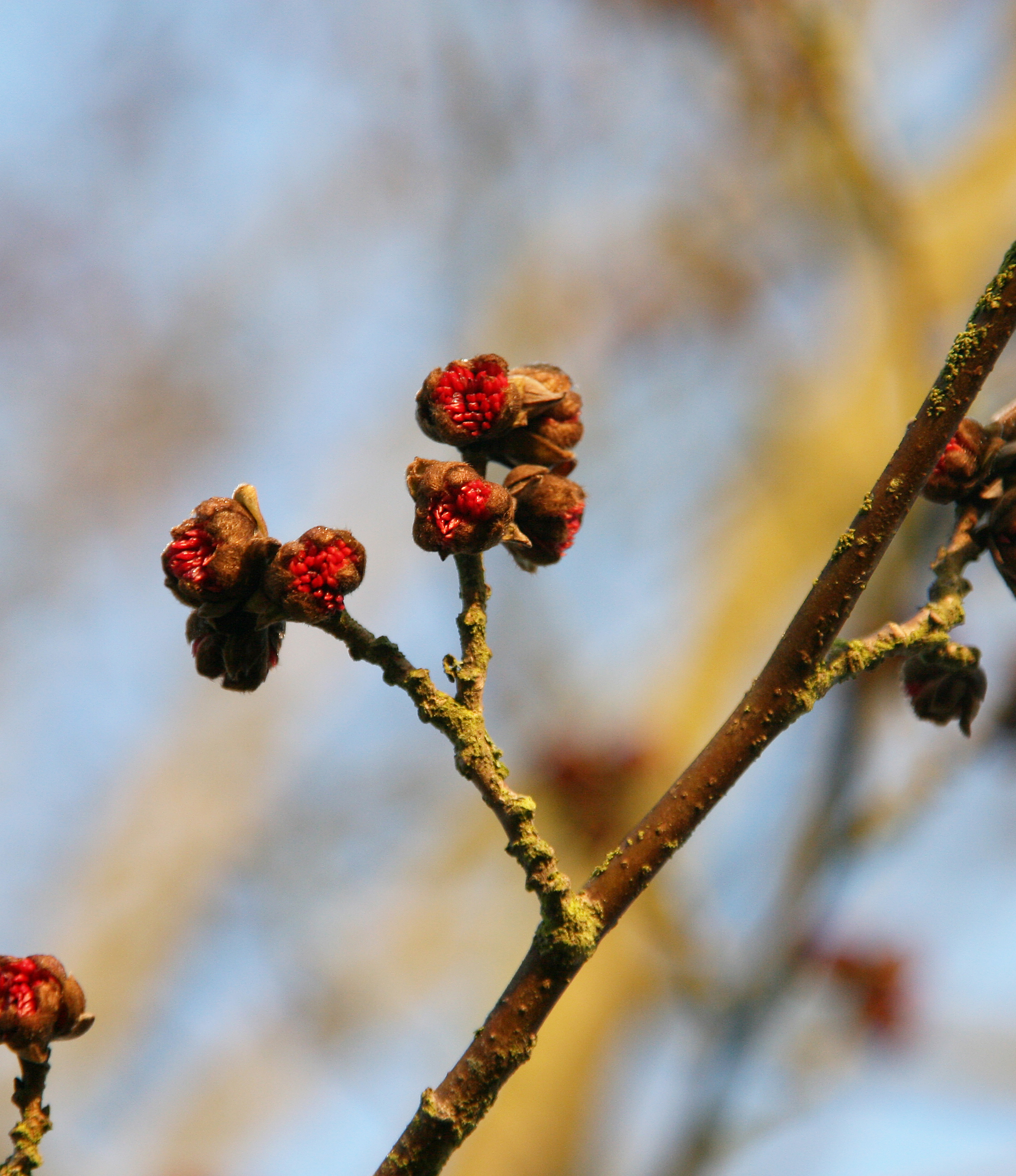 Zarte rote Blüte Eisenholzbaum