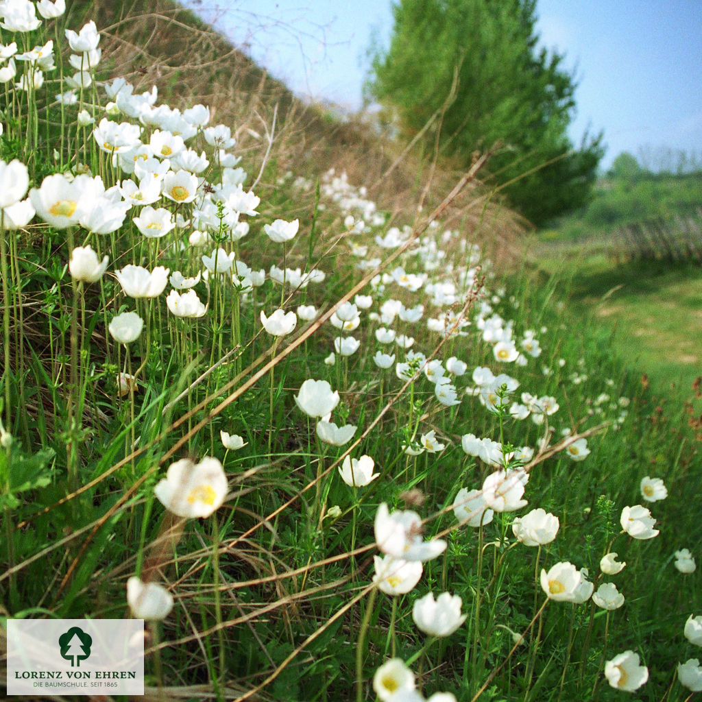 Anemone sylvestris