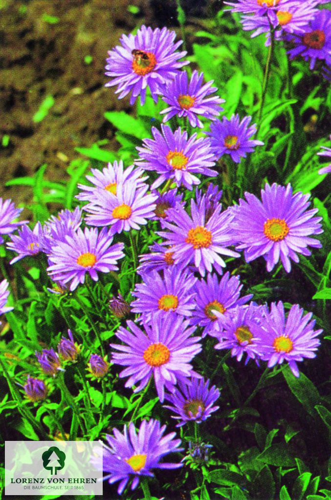 Aster amellus 'Lady Hindlip'