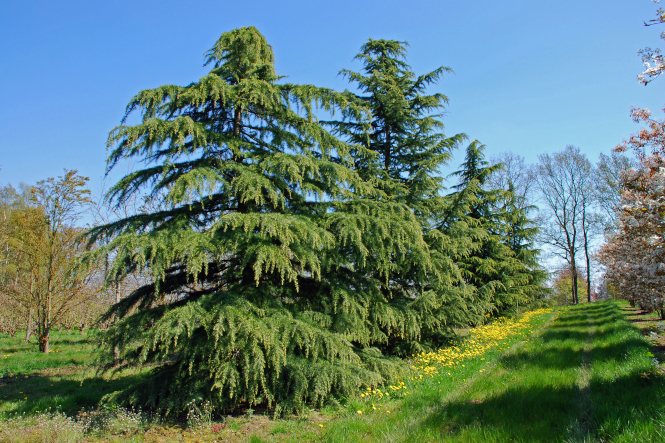 Die Himalaya-Zeder Cedrus deodara als ausgewachsener Solitär in Reihe mit anderen  Gehölzen im Sommer.