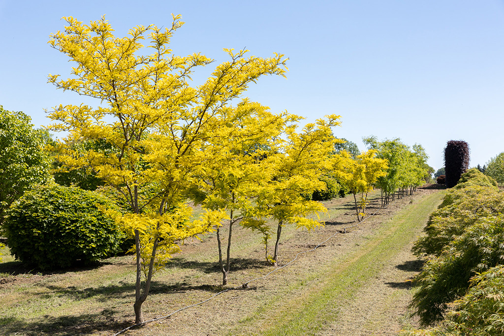 Gleditsia triacanthos Sunburst Herbst Gelbes Herbstlaub von Gleditschie