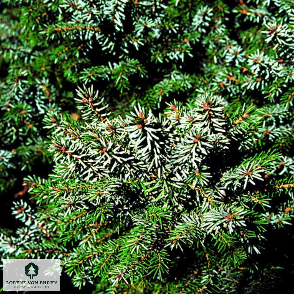 Picea omorika 'Nana'