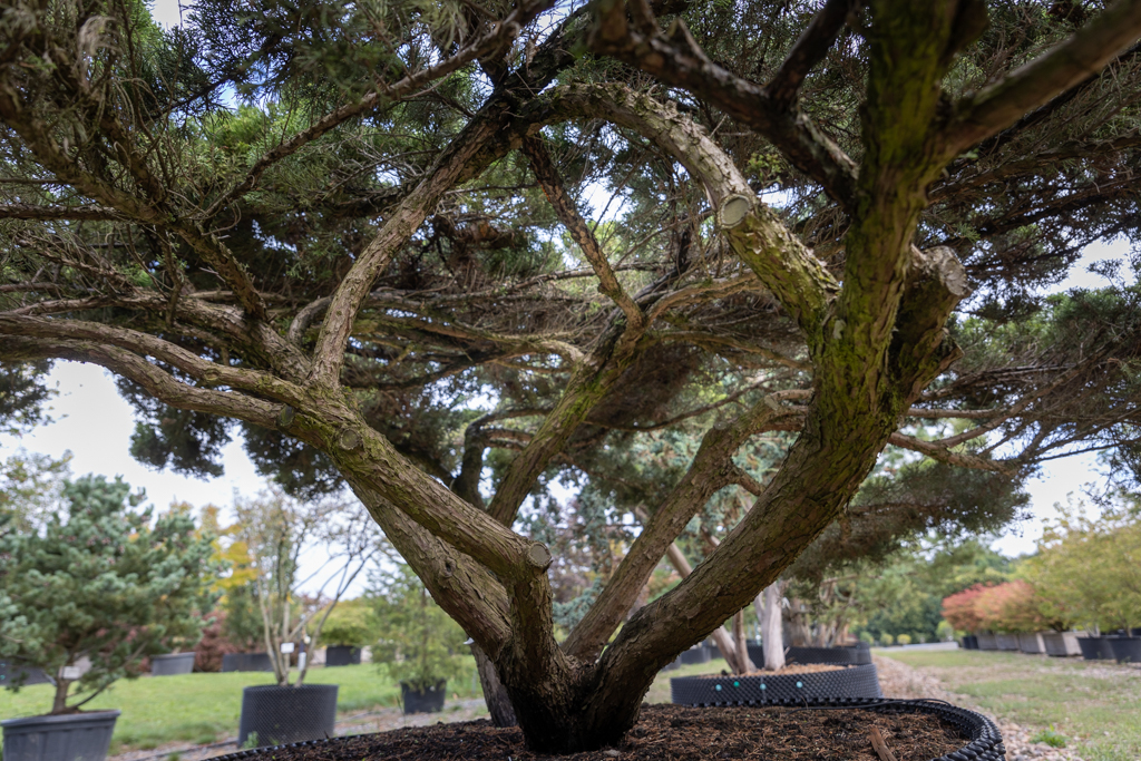 Juniperus media 'Mint Julep' Unikat