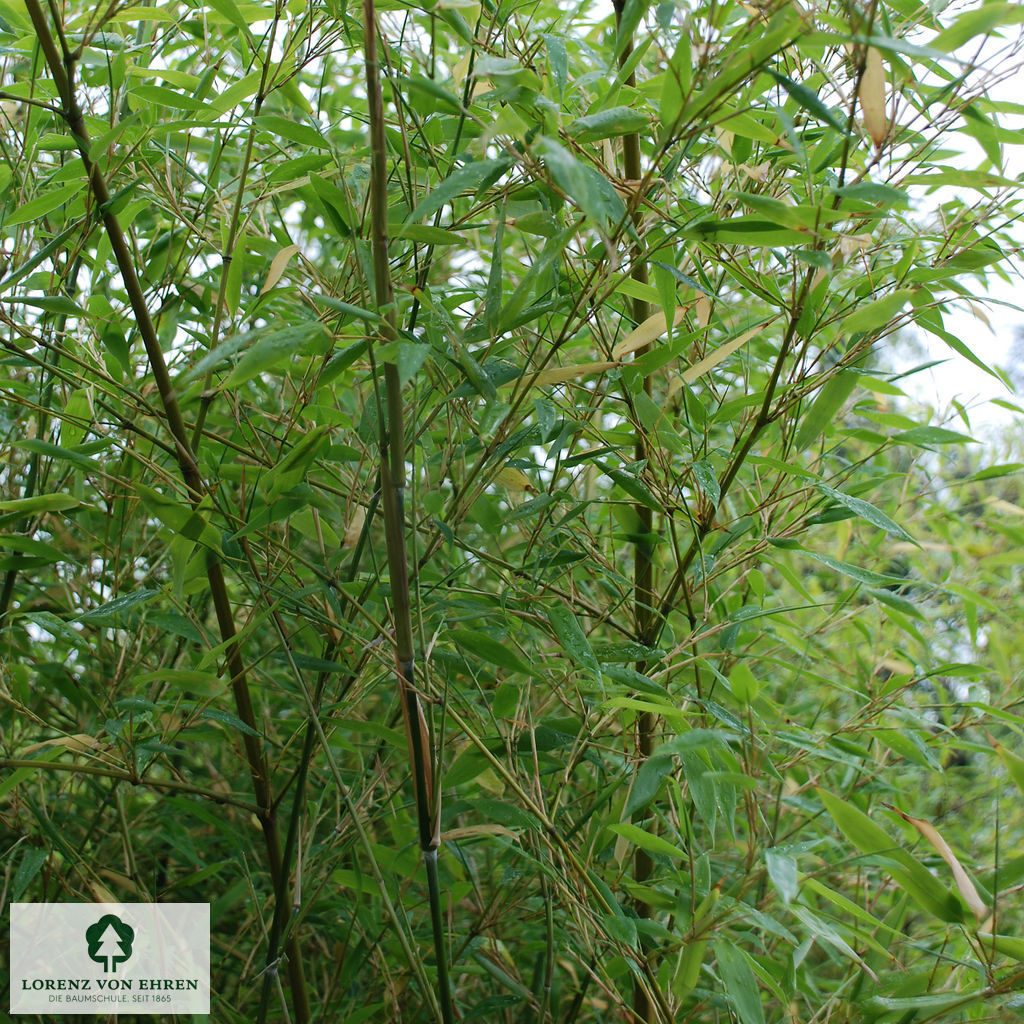 Phyllostachys aurea