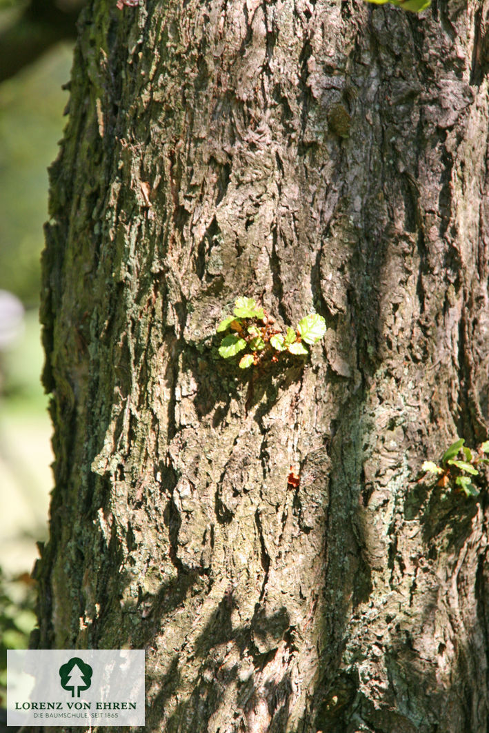 Nothofagus antarctica