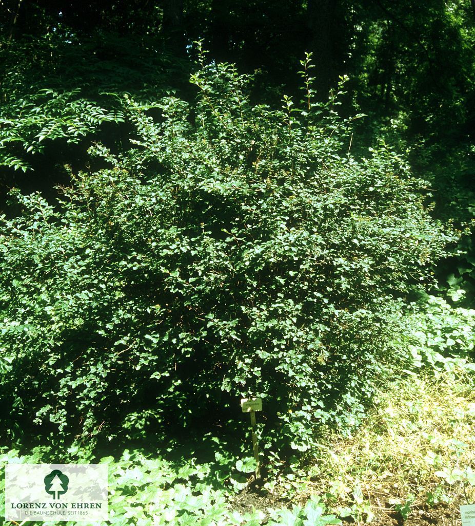 Spiraea decumbens