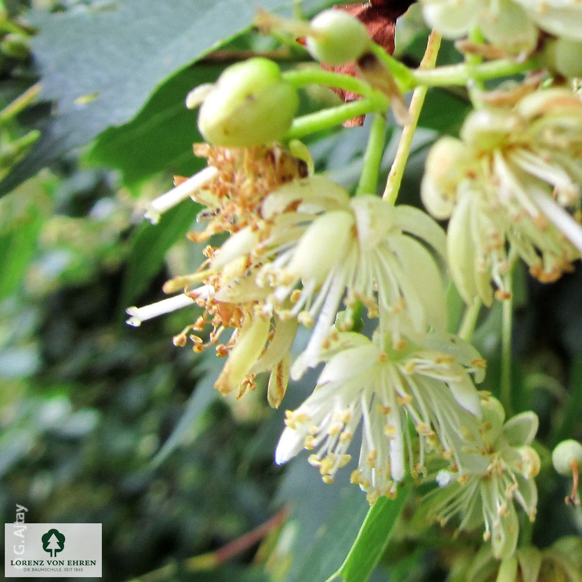 Tilia mongolica