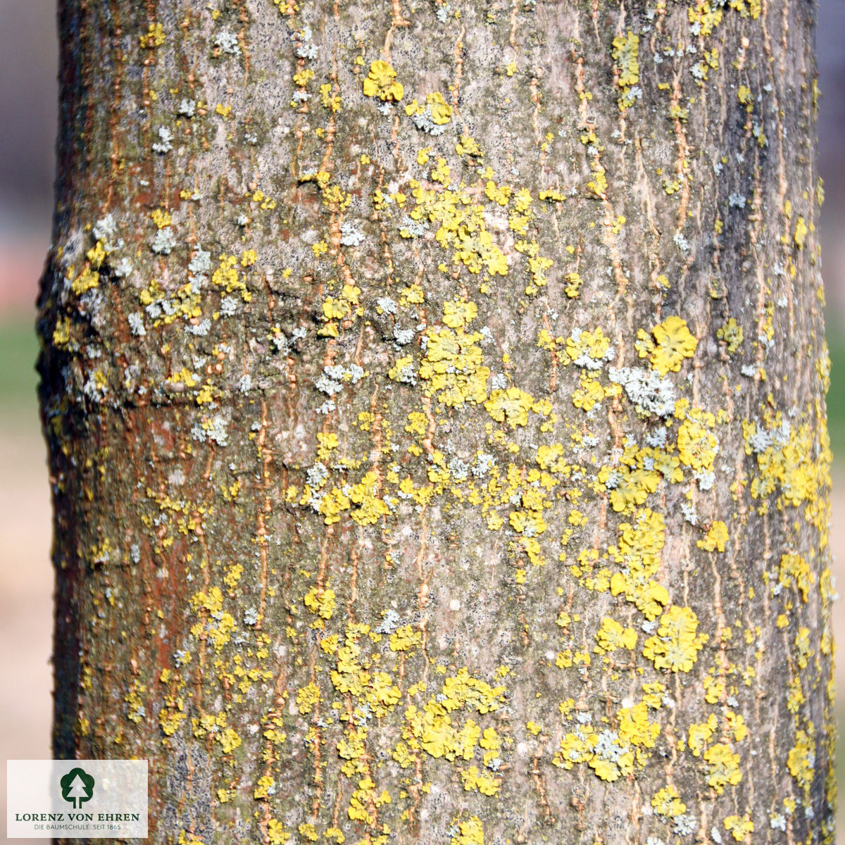 Acer negundo 'Variegatum'