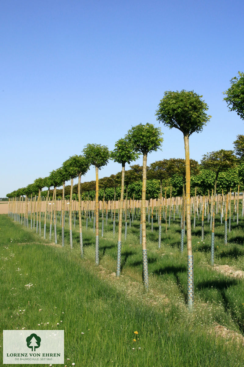 Robinia pseudoacacia 'Umbraculifera'