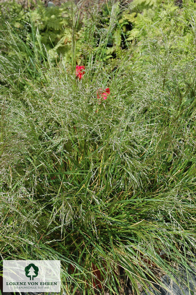 Deschampsia cespitosa 'Bronzeschleier'