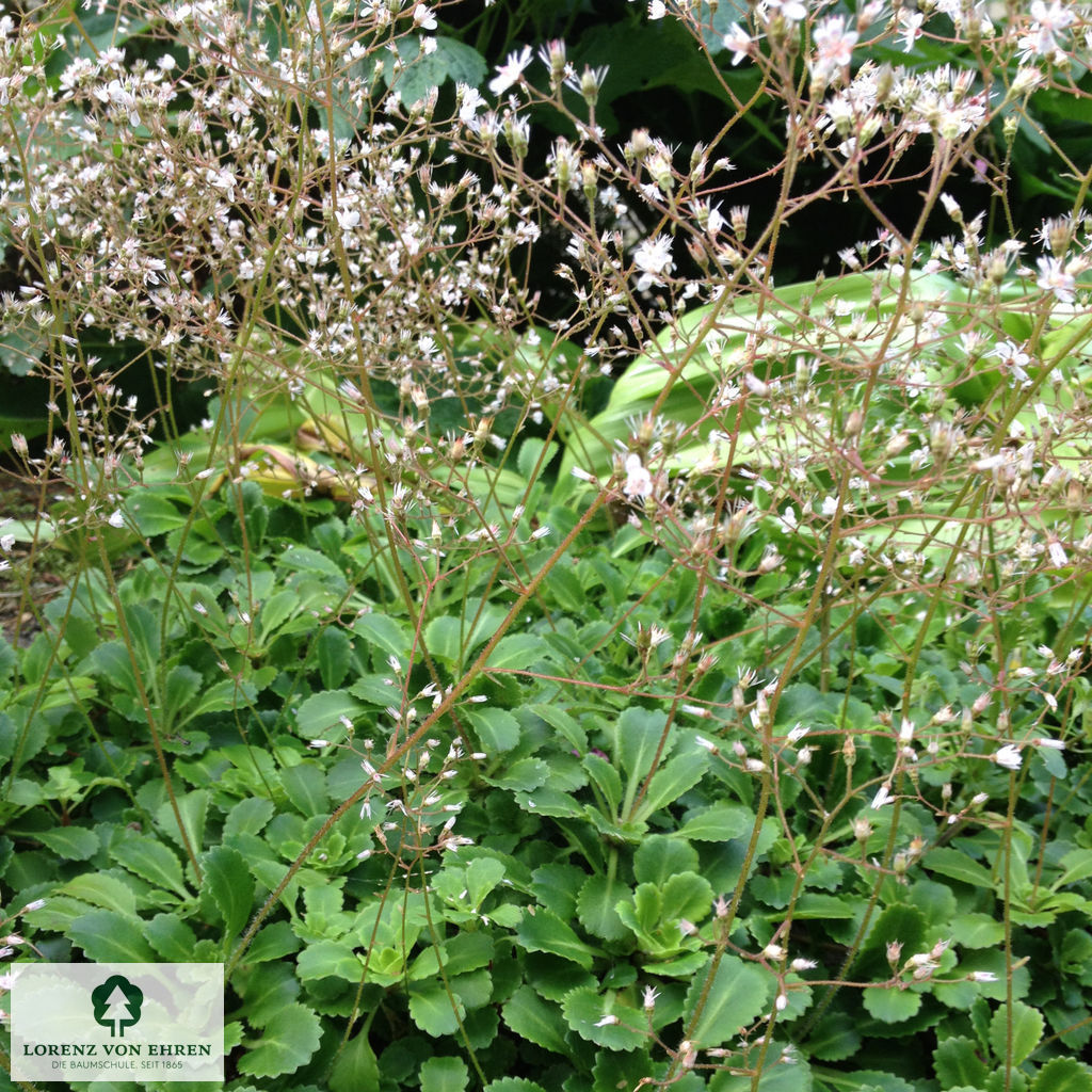 Saxifraga urbium 'Clarence Elliott'