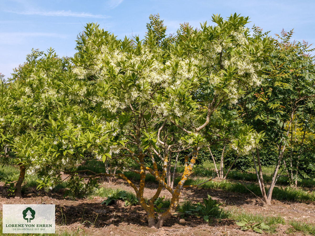 Chionanthus virginicus