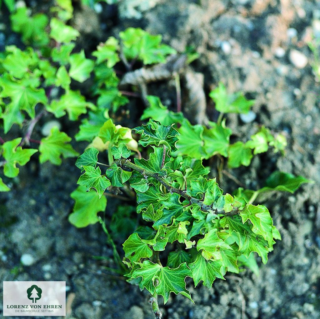 Hedera helix 'Conglomerata'