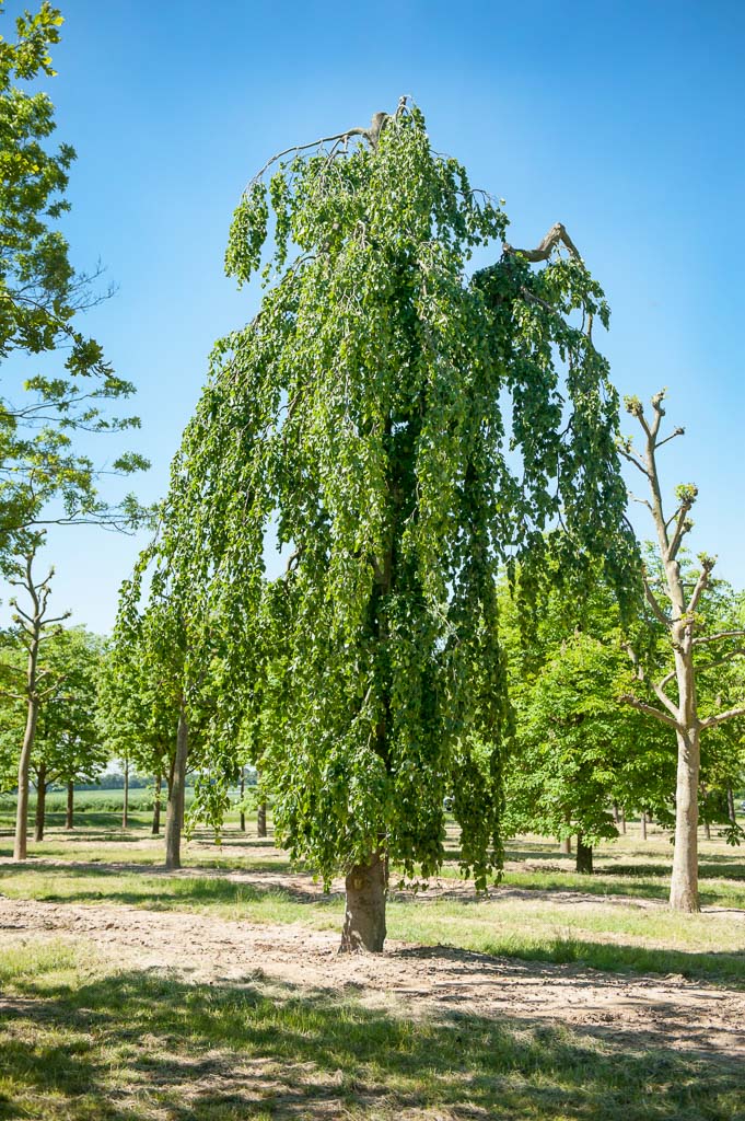 Fagus sylvatica 'Pendula' Unikat