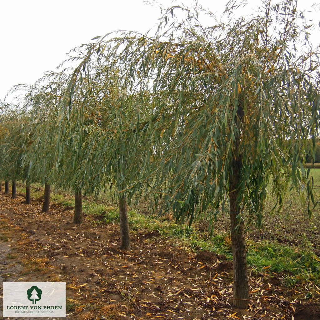 Salix alba 'Tristis'