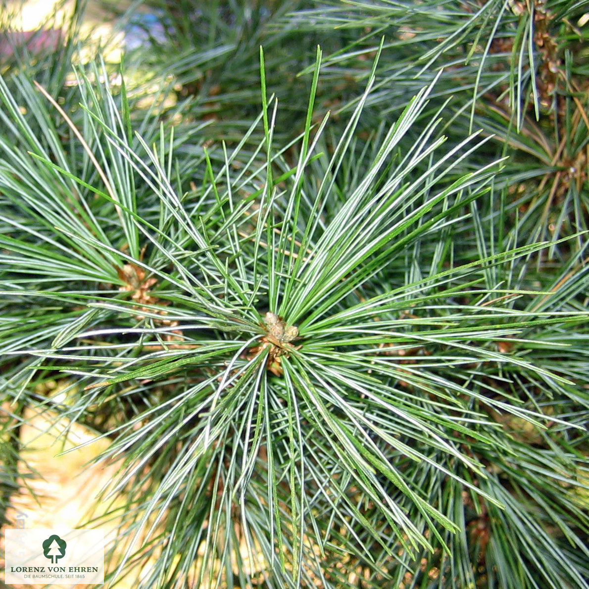 Pinus strobus 'Radiata'