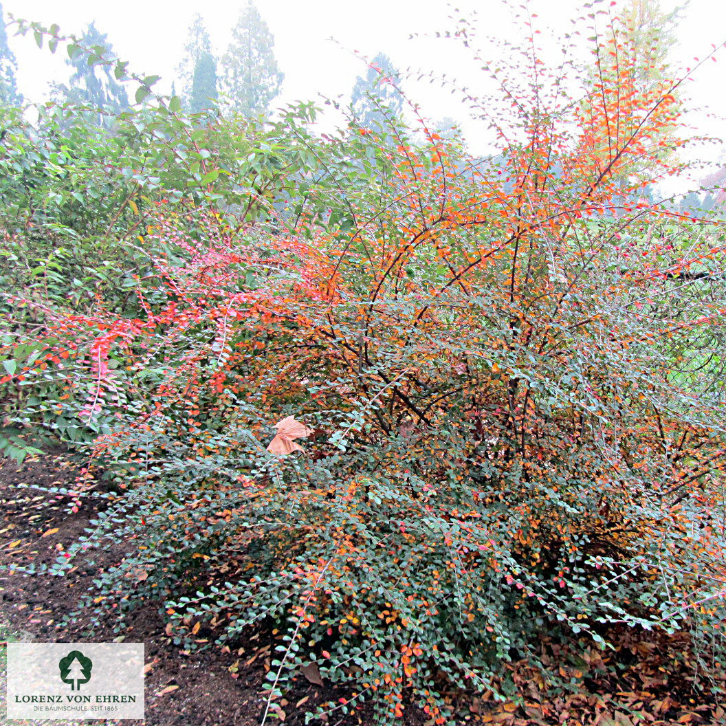 Cotoneaster divaricatus