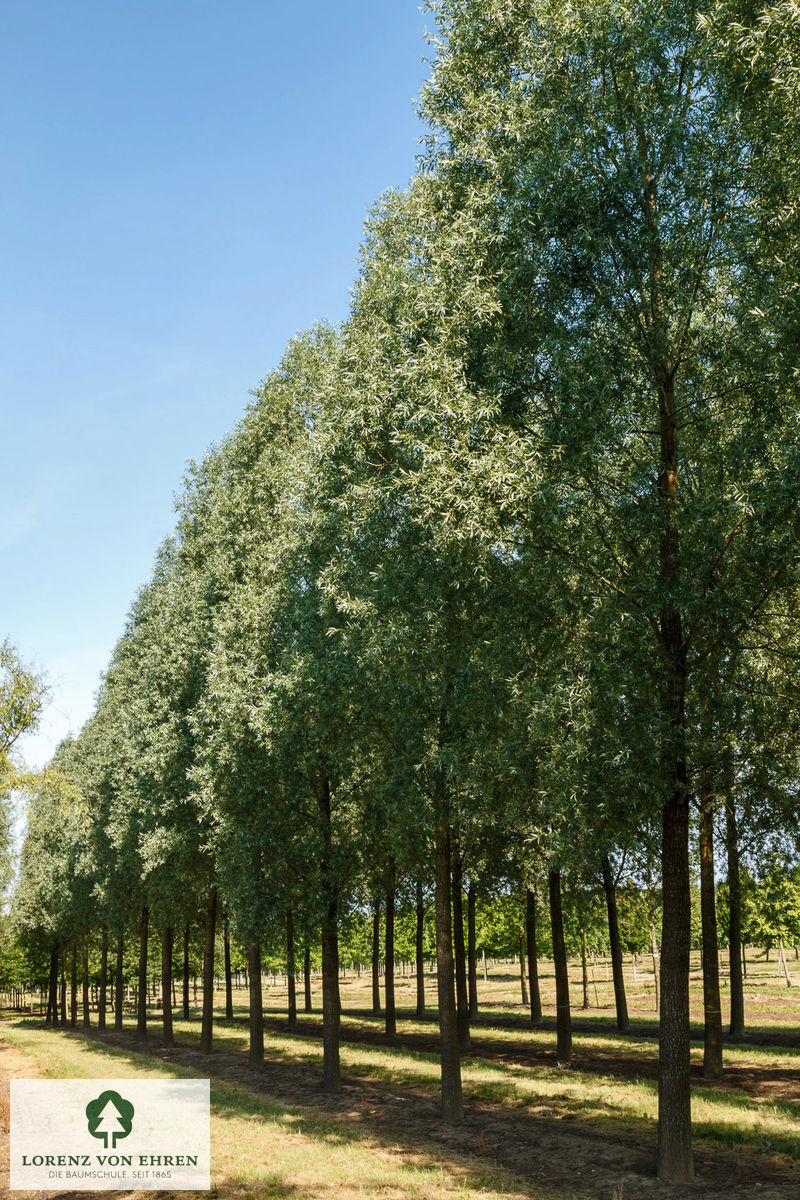 Salix alba 'Liempde'