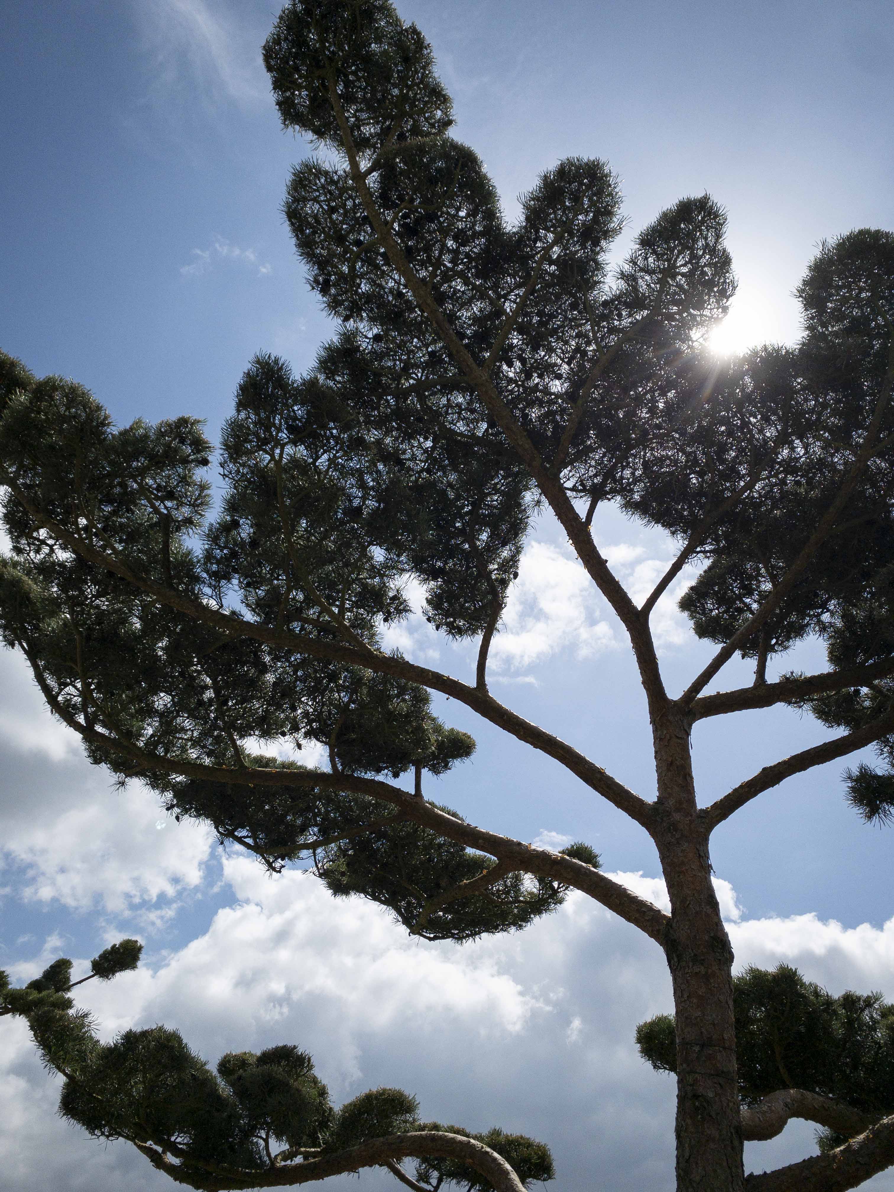 Pinus sylvestris 'Norske Typ' Bonsai