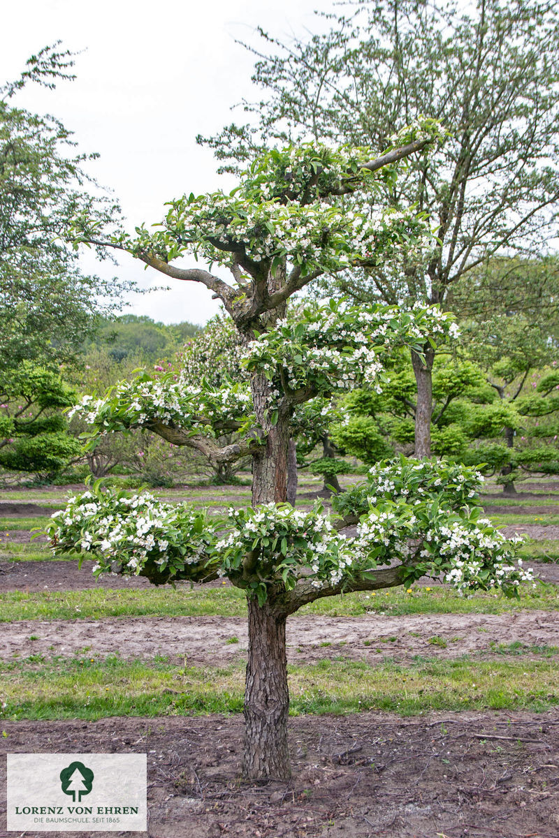 Malus toringo sargentii Veredlung