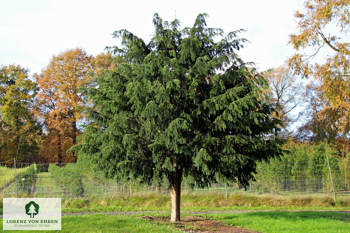 Taxus baccata 'Dovastoniana'