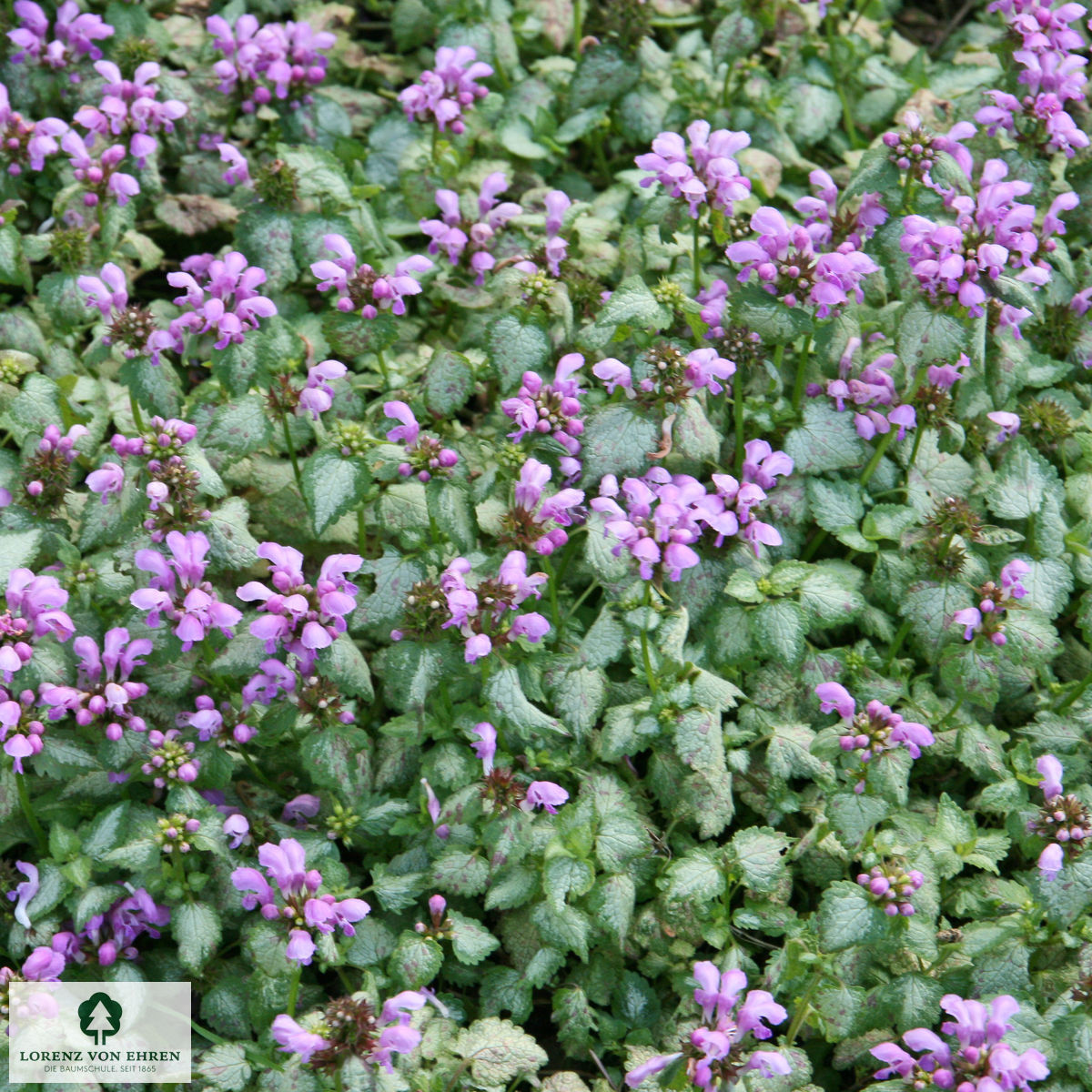 Lamium maculatum 'Chequers'