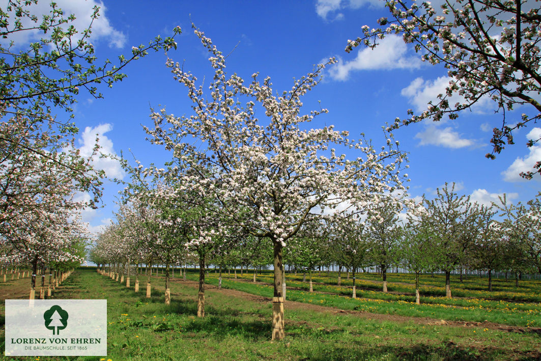 Malus domestica 'Landsberger Renette'