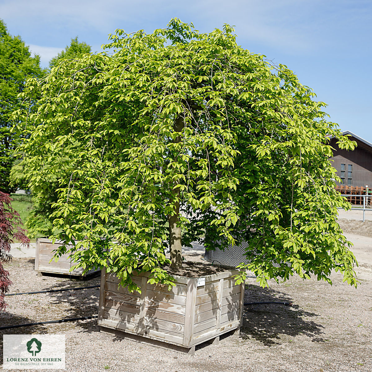 Carpinus betulus 'Pendula'