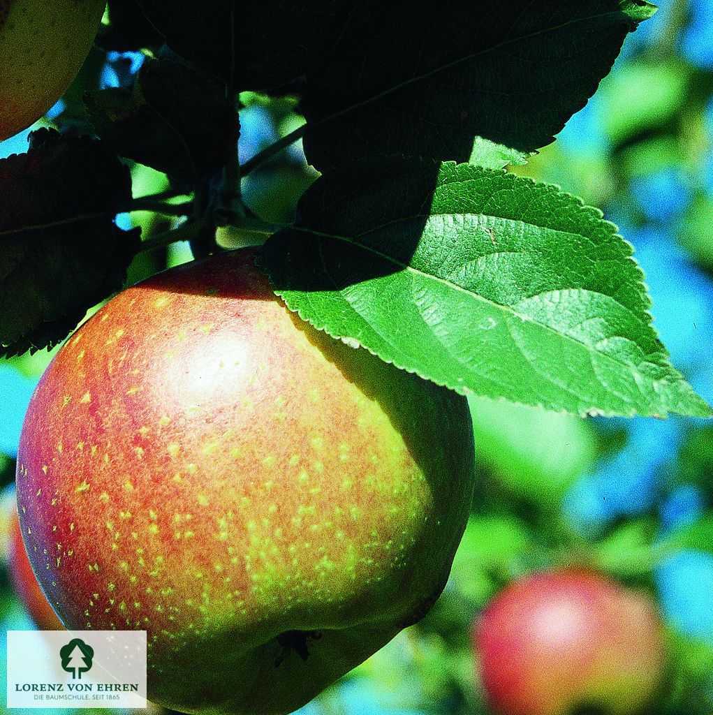 Malus domestica 'Kaiser Wilhelm'