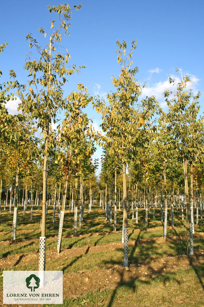 Celtis australis